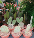 3" Cactus Opuntia Assortment 